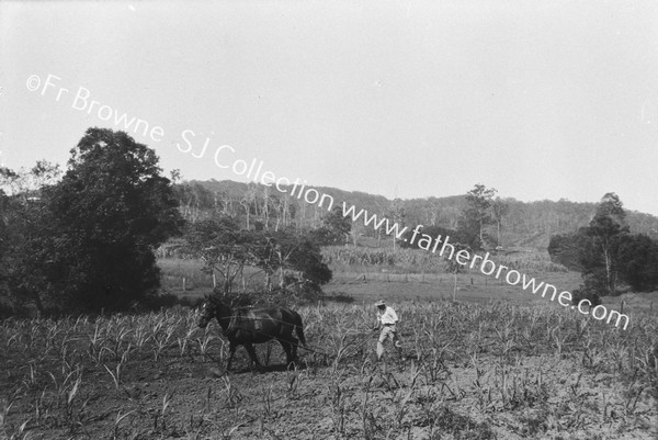 PLOUGHING SUGAR-CANE FIELDS